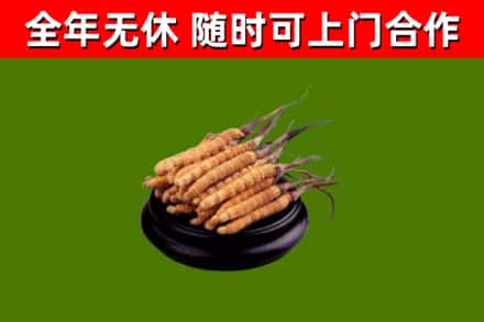 汝南县回收散虫草