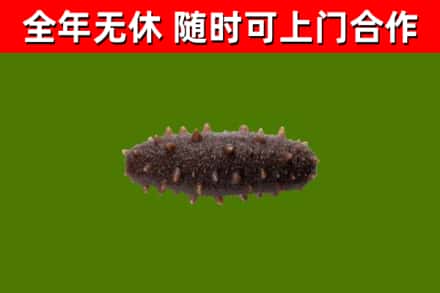 汝南县回收海参干